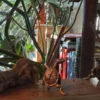 Kung Fu Fighting Turtles Incense Burners - Image 2